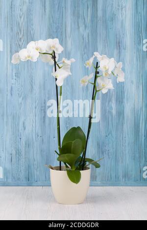 Romantische Zweig der weißen Orchidee auf blauem Holzhintergrund, Studio-Shoot Stockfoto