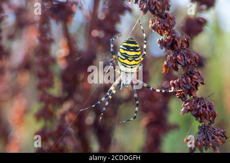 Argiope bruennichi (Wespenspinne) auf dem Netz, Arten von Orb-Netz Spinne in Mitteleuropa verbreitet, Tschechische Republik Tierwelt Stockfoto