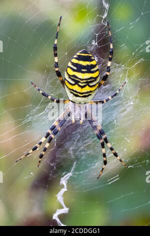 Argiope bruennichi (Wespenspinne) auf dem Netz, Arten von Orb-Netz Spinne in Mitteleuropa verbreitet, Tschechische Republik Tierwelt Stockfoto