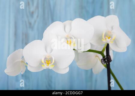 Romantische Zweig der weißen Orchidee auf blauem Holzhintergrund, Studio-Shoot Stockfoto