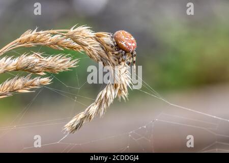 Gemeine Waldkreuzspinne auf Gras sitzend, Araneus diadematus, Europa, Tschechische Republik Tierwelt Stockfoto