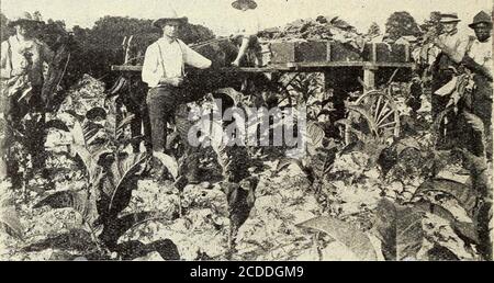 . Jahresbericht der North Carolina Agricultural Experiment Station . berücksichtigt werden, so dass die oberen Blätter so reif wie möglich zu erhalten, ohne zu viel Verlust am Boden der Pflanze. In der Regel wird eine Pflanze in 90 bis 100 Tage nach der Verpflanzung und in etwa 35 32 das Bulletin bis 40 Tage nach dem Topping reifen, aber dies unterliegt großen Schwankungen, hängt vor allem von saisonalen Bedingungen. Wenn Tabak geerntet werden soll, indem man die Blätter grundiert oder abholt, während sie reifen, beginnt die Ernte, wann immer die unteren Blätter es verlangen, im Allgemeinen in ungefähr zwei oder dreieweeks nach dem Belappen oder Stockfoto