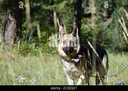 Deutscher Schäferhund steht im Feld von Blumen Stockfoto