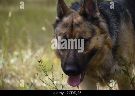 Nahaufnahme von Schäferhund in freier Wildbahn Stockfoto