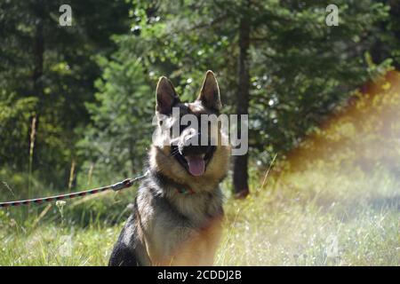 Deutscher Schäferhund sitzt mit Regenbogen Stockfoto