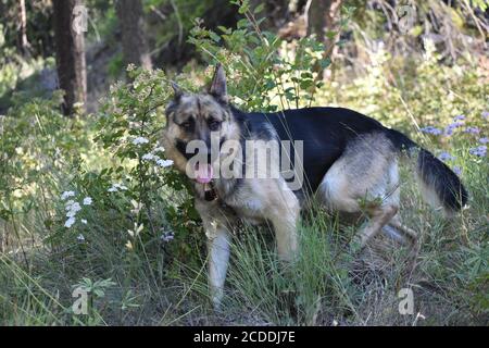 Deutscher Schäferhund zu Fuß in Blumenfeld Stockfoto