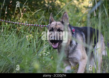 Deutscher Schäferhund zu Fuß in Blumenfeld Stockfoto