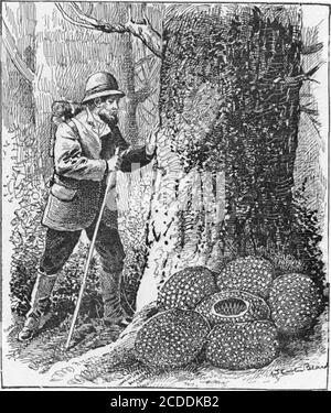 . Scientific American Volume 86 Nummer 14 (April 1902) . ausgewählt, die hatte aber eine sehr littis Honigin. Ein großes Loch wurde darin gemacht, das die Biereturning mit dem Honig sicher bemerkte, denn es zeigte sich bis auf den Grund ihrer Zelle, und untersuchte die Öffnung nicht nur sorgfältig, sondern spürte ihre Kantenanleimen mit ihren Fühlern und stieß sie durch sie. Didsche dann, wie natürlich angenommen werden könnte, stoppen Sie es bis?überhaupt nicht. Dies zu tun, würde sich als falsch für alle Traditionen ihrer Rasse erweisen – sei eine Abkehr von den uralten Bräuchen der Chalikodomianer, und führe ein neues und störendes Element in das ein Stockfoto