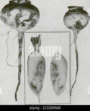 . Insectes nuisibles aux habitations et moyens de les combattre : (avec chapitre sur les animaux nuisibles autres que les insectes) . nsectes présents. LA TEIGNE DU CHOU, Plutella maculipennis Curt. Les petites chenilles vertes de ce papillon, qui ont environon trois huitièmesde pouce de longueur à complet développement, infestent souvent les feuillesdes choux. Elles se tissent des cocons dun tissu large sur le dessous des feuillesaprès avoir complété leurcroissance, (est ainsi quelon apporte linsecte à lamaison, et dans les annéesdabondance, les teignesqui sortent des cocons surles feuilles peu Stockfoto