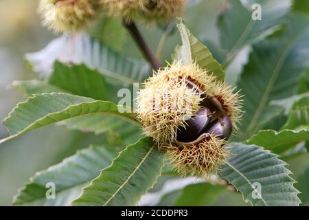 Kastanie Stockfoto