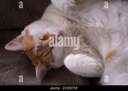 Liebenswerte Ansicht einer schlafenden roten und weißen Katze, die auf ihrem Rücken auf einem dunklen Tuch liegt und beide Pfoten in die Luft legt. Ein echtes Zeichen von Komfort Stockfoto