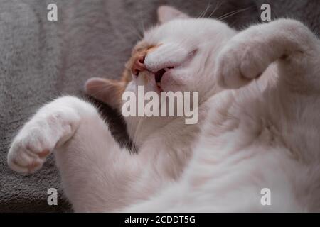 Liebenswerte Ansicht einer schlafenden roten und weißen Katze, die auf ihrem Rücken auf einem dunklen Tuch liegt und beide Pfoten in die Luft legt. Ein echtes Zeichen von Komfort Stockfoto