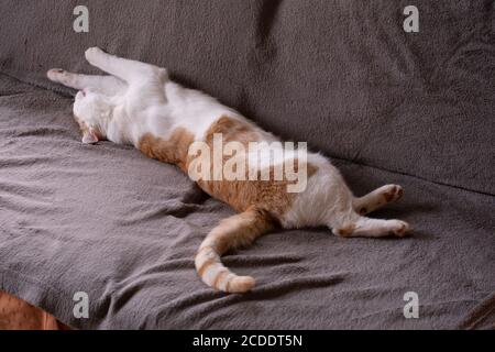 Schlafende rote und weiße Katze, die auf ihrem Rücken auf einem dunklen Tuch liegt und die Beine in der Luft ausgestreckt sind. Eine wahre Kreatur des Komforts Stockfoto