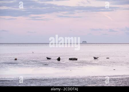 Auf einem Wattmeer liegende, erdlose Robben In den Niederlanden mit Sonnenuntergang und einer Ölplattform in Der Hintergrund Stockfoto