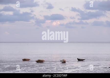 Vier ohrenlose Robben liegen auf einem Wattmeer im Wattenmeer Meer in den Niederlanden mit Sonnenuntergang Stockfoto