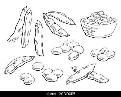 Sojabohnen Grafik schwarz weiß isoliert Skizze Set Illustration Vektor Stock Vektor