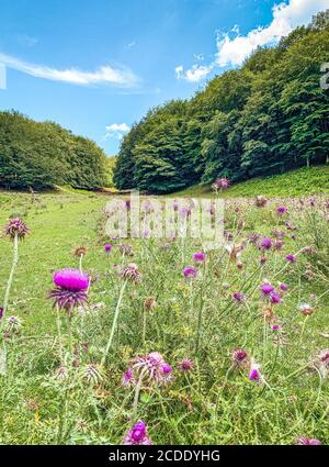 Bocca della selva Matese. Nebelwald im Herbst. Stockfoto