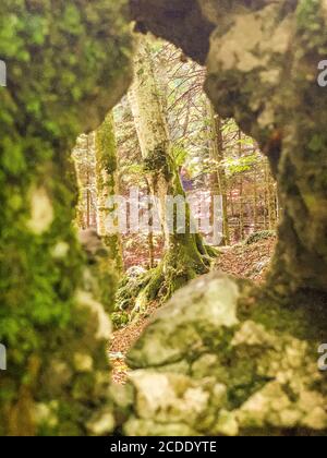 Wald im Sommer. Üppiges Buchenholz des italienischen Apennins. Monte Taburno, Benevento, Italien. Stockfoto