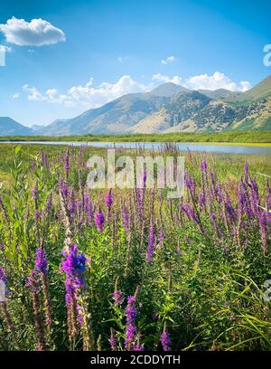 Lago del Matese See in den Parco del Matese regional park, Campania, Molise, Italien, Europa Stockfoto