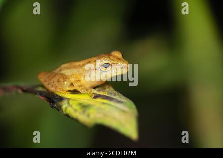 Blauäugige Bush Frog, Raorchestes luteolus, Agumbe, Karnataka, Indien Stockfoto