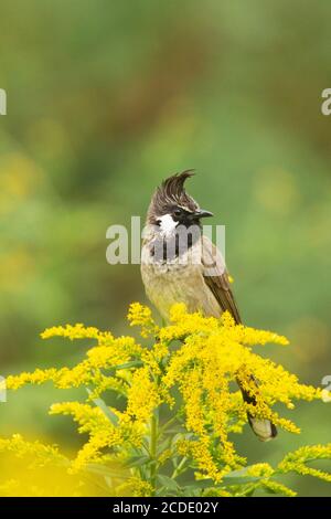 Himalayan bulbul, Pycnonotus leucogenys, Nainital, Uttarakhand, Indien Stockfoto