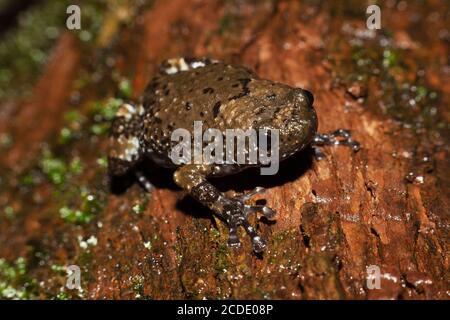 Ramanella mormorata, indischer Punktfrosch, marmorierte Ramanella, ist eine Art von Schmalmundfrosch, die in den westlichen Ghats Südindiens endemisch ist. Matheran Stockfoto