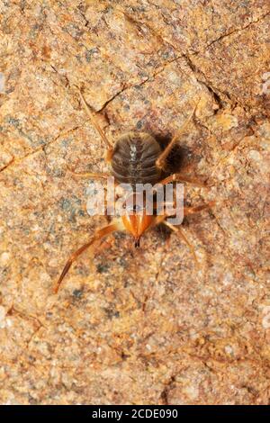 Solifuge bekannt als Kamelspinnen, Windskorpione oder Sonnenspinnen, Panna, Madhya Pradesh, Indien Stockfoto