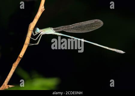 Damselfliege, Ischnura pumilio, Satara, Maharashtra, Indien Stockfoto