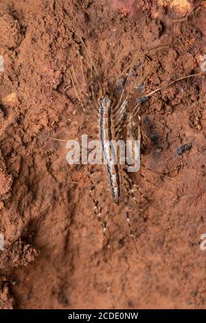 Dorsal des Hauses Tausendfüßler, Scutigera coleoptrata, Satara, Maharashtra, Indien Stockfoto