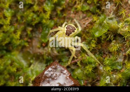 Blume Krabbenspinne, Diaea dorsata, Satara, Maharashtra, Indien Stockfoto