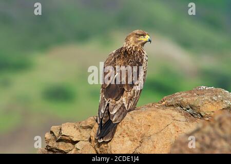 Tawny Eagle, Aquila rapax auf einem Felsen sitzend, Saswad, Maharashtra, Indien Stockfoto