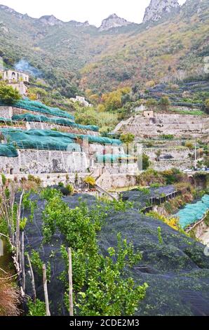 Terrassenförmig angelegter Zitronengarten in der Nähe der Stadt Maiori, Amalfiküste, Kampanien, Italien Stockfoto
