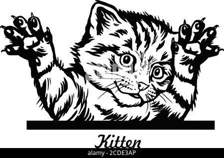 Lustige Kätzchen springt heraus - Peeking Kitty - Katzenkopf Isoliert auf Weiß Stock Vektor