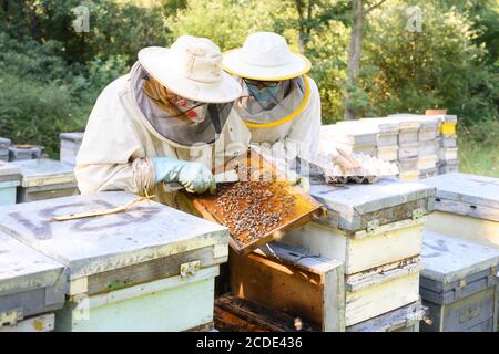 Imker auf Imkerei. Imker arbeitet mit Bienen und Bienenstöcken auf der Imkerei. Hochwertige Bilder Stockfoto