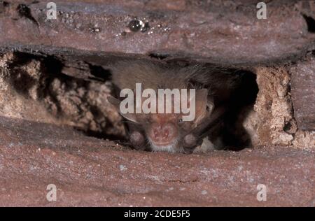 Braunes Langohr, Plecotus auritus, braune Langohrfledermaus Stockfoto