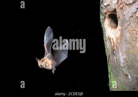 Braunes Langohr, Plecotus auritus, braune Langohrfledermaus Stockfoto