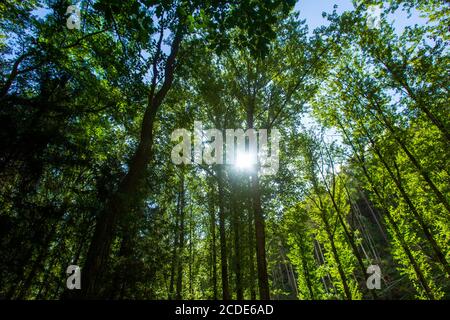 Bad Schandau, Deutschland. August 2020. Ein paar Sonnenstrahlen kommen durch die dichten Baumkronen im Wald bei Bad Schandau. Quelle: Daniel Schäfer/dpa-Zentralbild/ZB/dpa/Alamy Live News Stockfoto