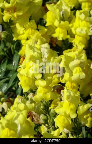 Snapdragon Antirrhinum majus Snaptastic Yellow snapdragon Blume Stockfoto