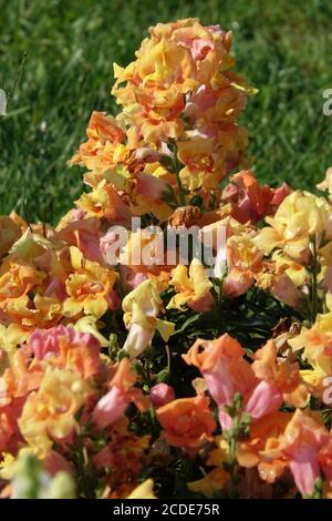 Snapdragon Antirrhinum majus „Twinny Bronze“ blendet die blume des snapdragon Stockfoto