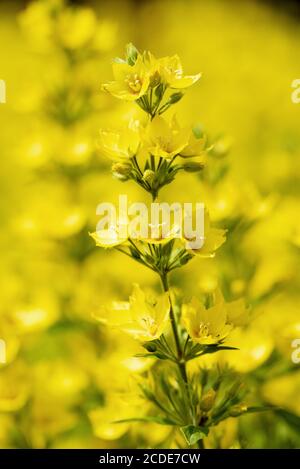 Leuchtend gelbe Sternblumen von Lysimachia punctata, Gelbe Loosestreife oder gefleckte Loosestreife Stockfoto