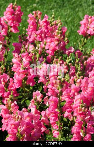 Snapdragon Antirrhinum majus Ribaro Rose Stockfoto