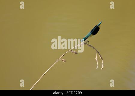 Eine Drachenfliege sitzt auf einem Grashalm Stockfoto