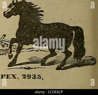 . Züchter und Sportler . FISCHEREI TACKLE GROSS-UND EINZELHANDEL. GOLCHER & 630 und 632 Montgomery St. Poplar Grove Zucht Standard-Bred Trotters, Colts 31 und Stutfohlen. Tlie get von IXOV1S. 4909; PASHA, 2039; APEX, 2935, JF^oder Sale. Adresse S. N. STRAUBS, Poplar trieb Breeding Farm, Fresno, Cal. Inspektion durch beabsichtigte Käufer eingeladen, und Informationen per Post.. Studebaker Bros. Manufacttg Co, Stockfoto