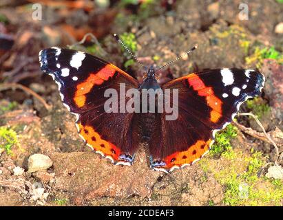 Admiral, Rotadmiral, Vanessa atalanta Stockfoto