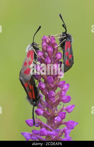 Beilramme, Zygaena loti, schlanker Scotch Burnett. Lechauen, Augsburg Stockfoto