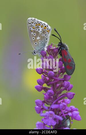 Beilramme, Zygaena loti, schlanker Scotch Burnett. Königsbrunner Heide, Augsburg Stockfoto