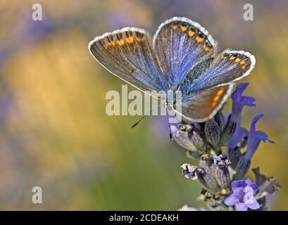 Blaeulinge, Lycaenidae, hauchdünn-winged Schmetterlinge Stockfoto