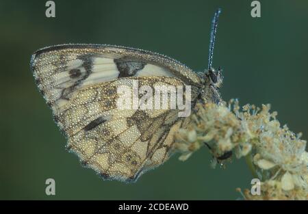 Schachbrettschmetterling, Marbled White, Melanargia galathea Stockfoto