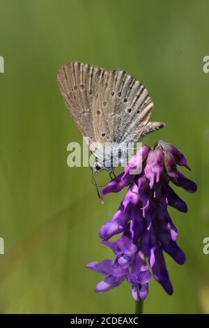 Enzianblau, Enziananananamsblau, Maculinea alcon, Alcon Blue, Österreich, Österreich Stockfoto