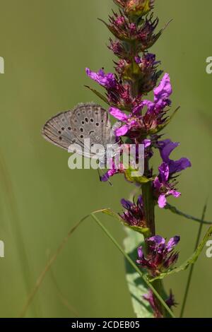 Enzianblau, Enziananananamsblau, Maculinea alcon, Alcon Blue, Österreich, Österreich Stockfoto